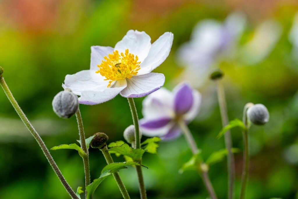 Wit bloeiende anemoon plant