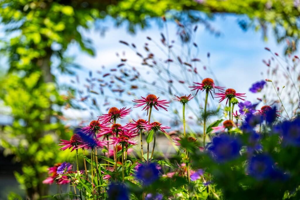 Kleurrijke bloemen in de tuin
