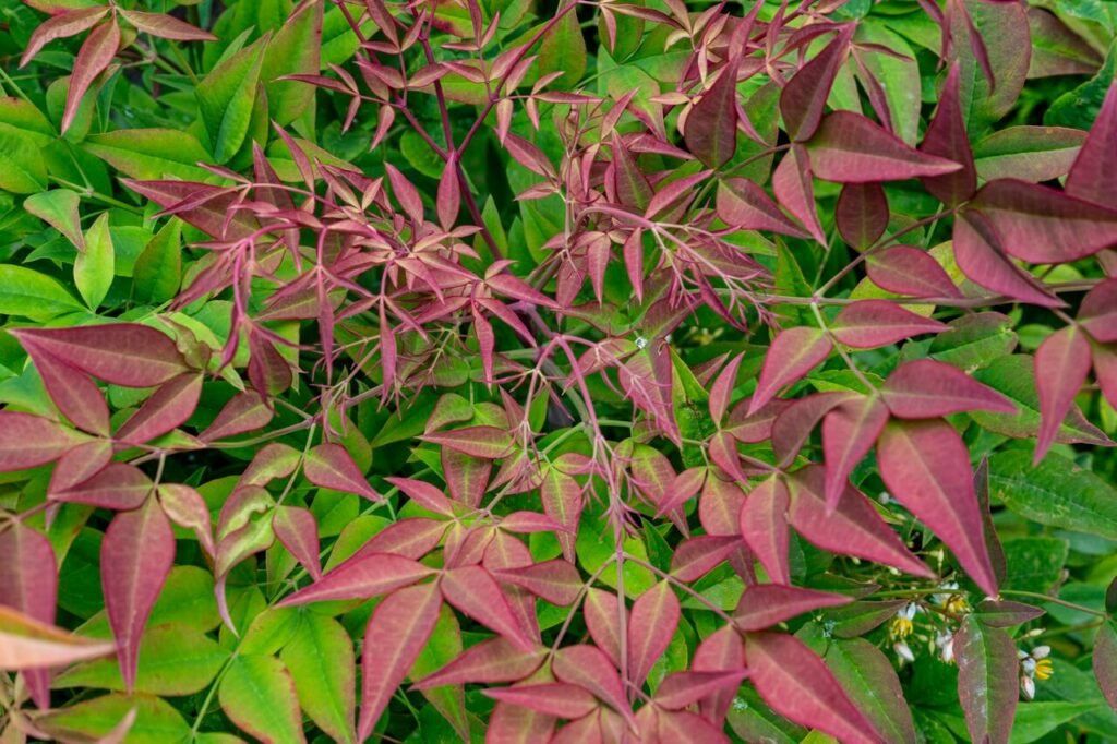 Rode en groene plant