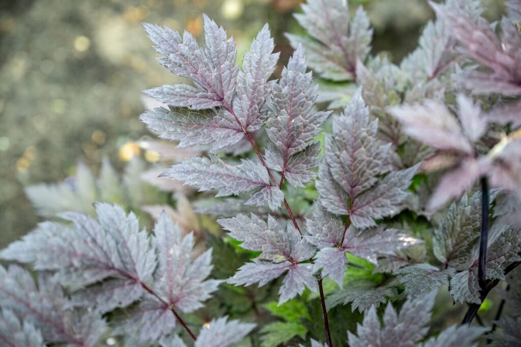 Paarse bladplant in detail