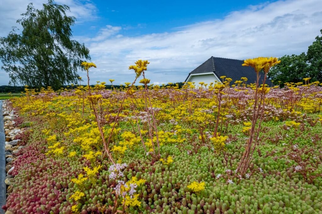 Groen dak met bloeiende planten